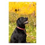 ROCT Outdoor Hornady 1949 Series Dog Collar - Thumbnail 3 of 3
