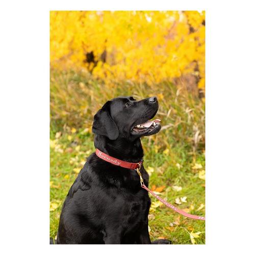 ROCT Outdoor Hornady 1949 Series Dog Collar - Primary Image