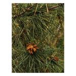 Pura x Thymes Car Oil Refill - Thumbnail 2 of 4