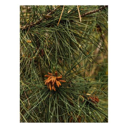 Pura x Thymes Car Oil Refill - Primary Image