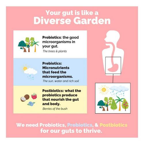 Just Ingredients Elderberry Lemonade 3-in-1 Probiotic Complex