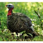 Avian-X LCD Jake Quarter Strut Turkey Decoy - Thumbnail 3 of 3