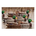 Avian-X Topflight Open Water Mallard Decoy 6-Pack - Thumbnail 3 of 3