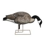 Avian-X AXP Honker Fusion Canada Goose Decoy 6 Pack - Thumbnail 2 of 5