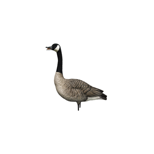 Avian-X AXP Honker Fusion Canada Goose Decoy 6 Pack | SCHEELS.com