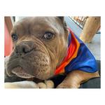 Walk-e-Woo Sport Bandana - Thumbnail 4 of 4