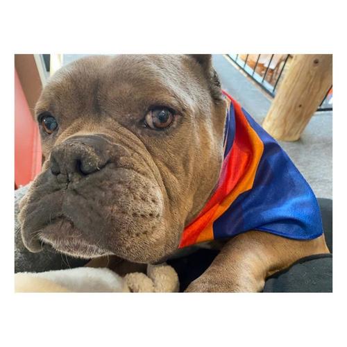 Walk-e-Woo Sport Bandana - Primary Image