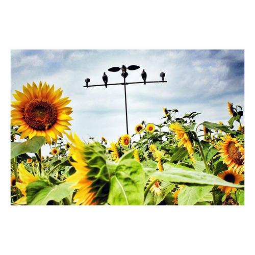 MOJO Outdoors Dove Tree with Bag - Primary Image