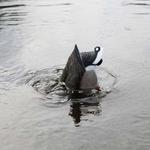 MOJO Outdoors Mallard Machine Duck Decoy - Thumbnail 2 of 3