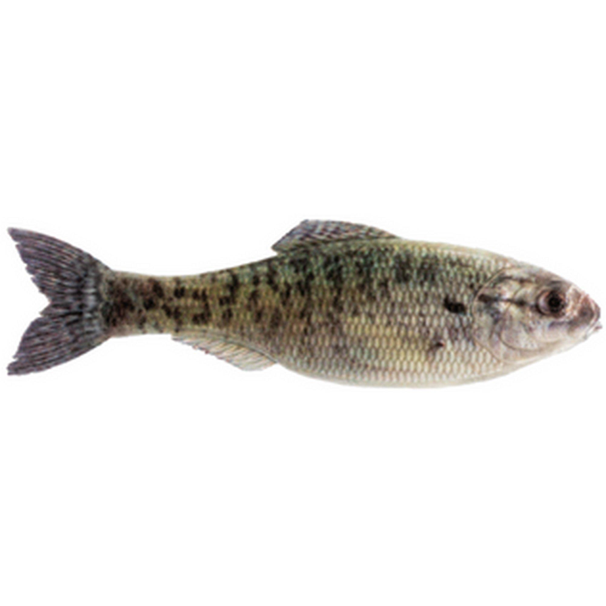 6th Sense Fishing Panorama Swimbait