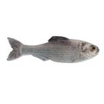6th Sense Panorama Pre-Rigged Swimbait - Thumbnail 1 of 2