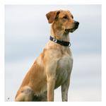 ROCT Outdoor Trailhead Padded Dog Collar - Thumbnail 3 of 3