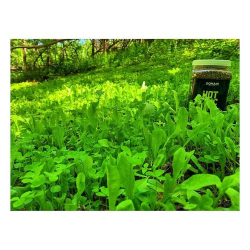 Domain Outdoor Hot Chic Seed - Primary Image