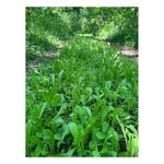 Domain Outdoor Hot Chic Seed - Thumbnail 4 of 4