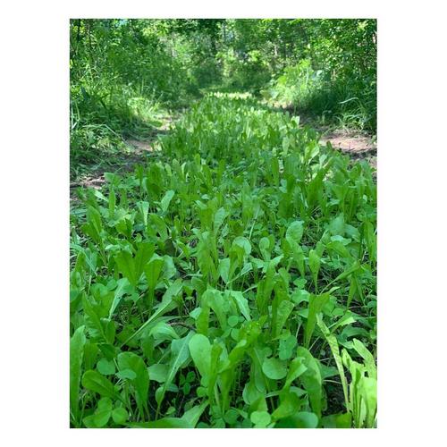 Domain Outdoor Hot Chic Seed - Primary Image