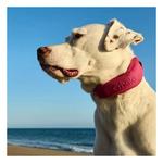 Halo 4 Dog Fence and GPS Dog Collar - Thumbnail 3 of 5