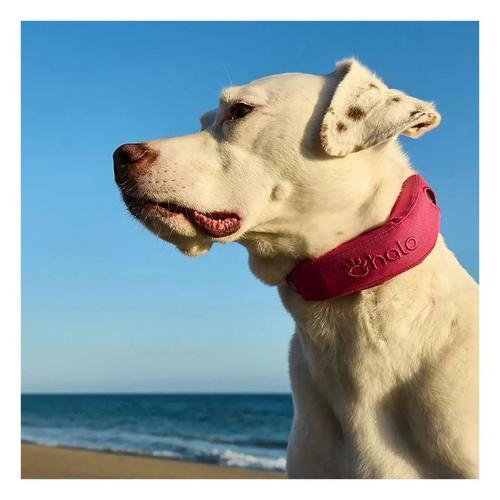 Halo 4 Dog Fence and GPS Dog Collar - Primary Image