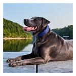 Halo 4 Dog Fence and GPS Dog Collar - Thumbnail 3 of 6
