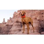 Halo 5 Dog Fence and GPS Dog Collar - Thumbnail 9 of 9