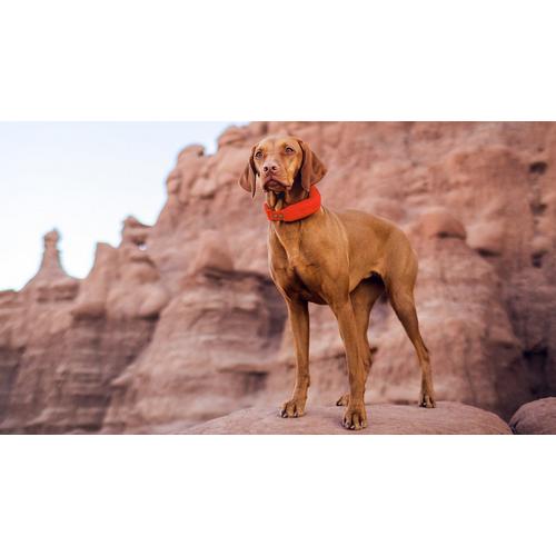 Halo 5 Dog Fence and GPS Dog Collar - Primary Image