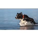 Halo 5 Dog Fence and GPS Dog Collar - Thumbnail 8 of 9