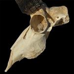 BoneBrite Whitening Degreaser Kit - Thumbnail 3 of 4