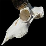 BoneBrite Whitening Degreaser Kit - Thumbnail 4 of 4