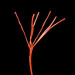 Whisker Seeker Catfish Braid Fishing Line - Thumbnail 2 of 2