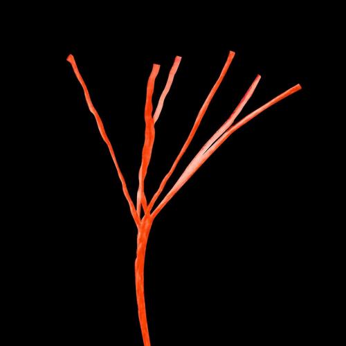 Whisker Seeker Catfish Braid Fishing Line - Primary Image