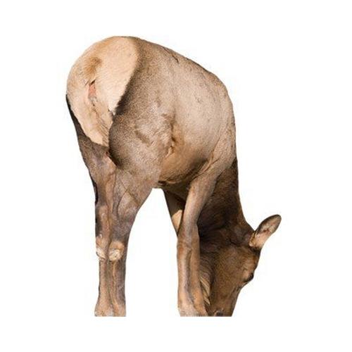 Montana Decoy Miss September Decoy - Primary Image