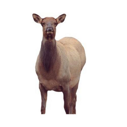 Montana Decoy Eichler Cow Elk Decoy - Primary Image