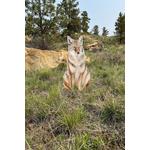 Montana Decoy Sitting Coyote Decoy - Thumbnail 2 of 2