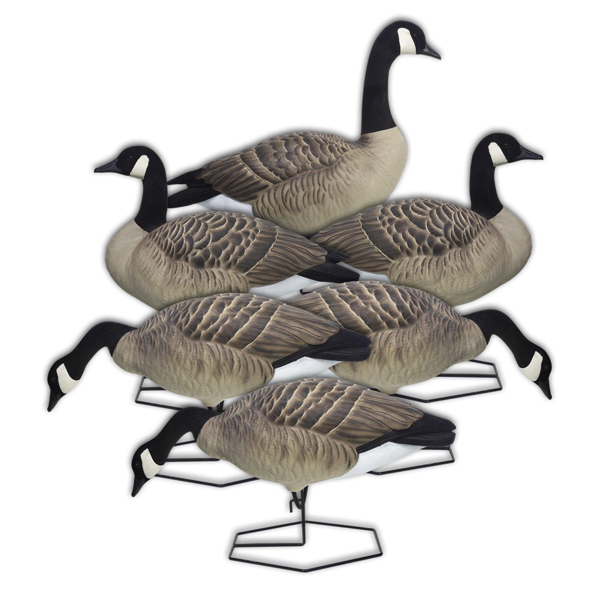 DOA Decoys Rogue Series Canada Goose Mixed 6-Pack - DOA Decoys