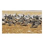 DOA Decoys Rogue Series Feeder Goose 6-Pack - Thumbnail 2 of 2