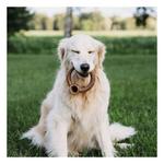 Benebone Bacon Ring Dog Chew - Thumbnail 3 of 4