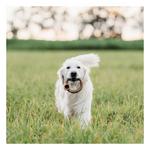 Benebone Bacon Ring Dog Chew - Thumbnail 4 of 4