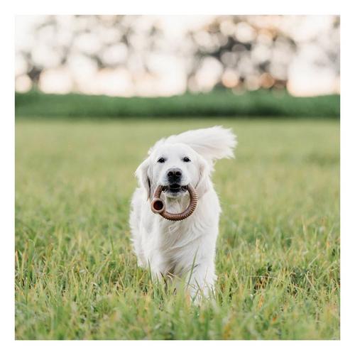 Benebone Bacon Ring Dog Chew - Primary Image