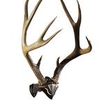 Skull Hooker Bone Bracket Skull Cap Combo - Thumbnail 2 of 2