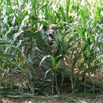 GhostBlind Industries Predator Mirror Ground Blind - Thumbnail 3 of 5