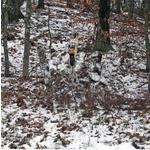 GhostBlind Industries Predator Mirror Ground Blind - Thumbnail 5 of 5