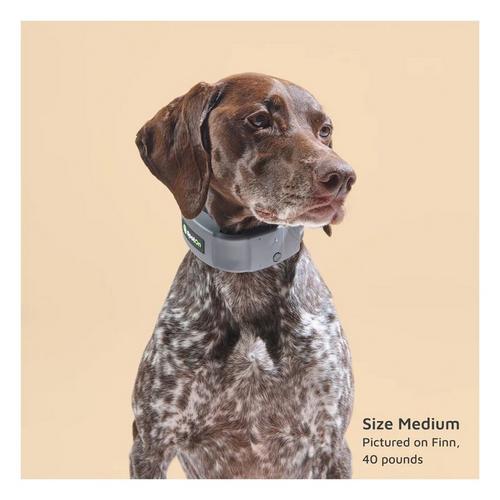 SpotOn GPS Fence Dog Collar - Primary Image