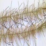 Renzetti Lively Leg Crustacean Brush - Thumbnail 1 of 2