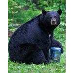 Bear Vault BV-500 Journey Bearproof Jar - Thumbnail 5 of 6