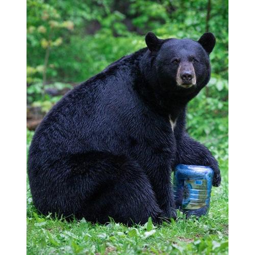 Bear Vault BV-500 Journey Bearproof Jar - Primary Image