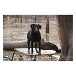 MOmarsh Final Stand Dog Platform - Thumbnail 2 of 2