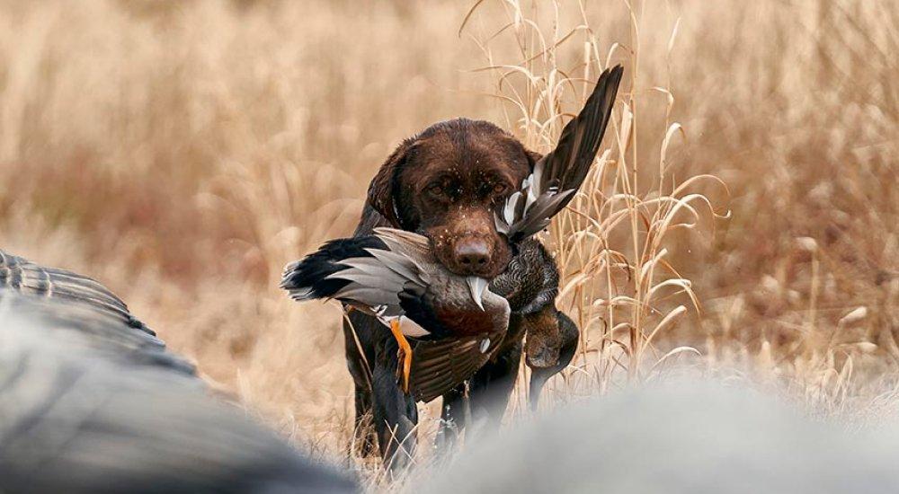 dog hunting in the field with a duck in its mouth
