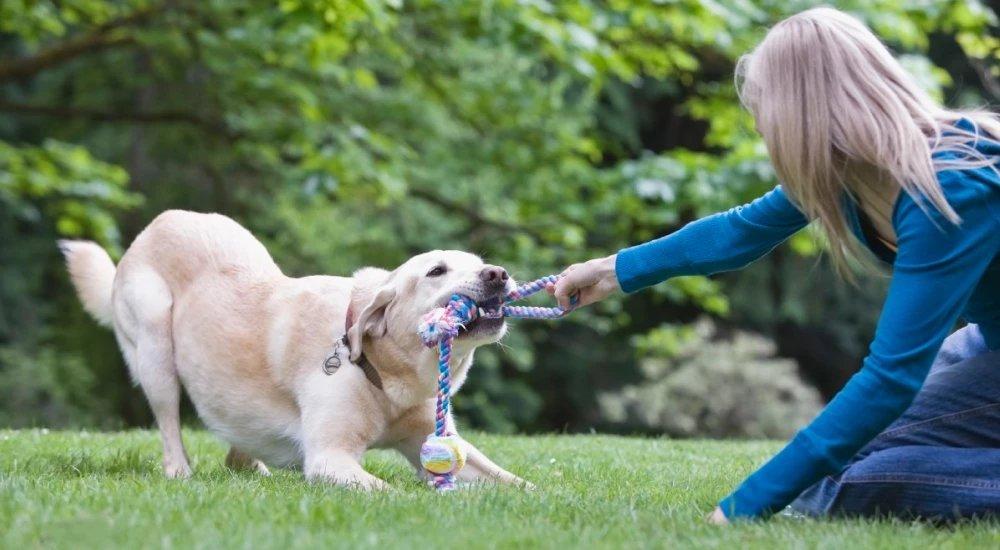 a woman playing tug a war with her dog