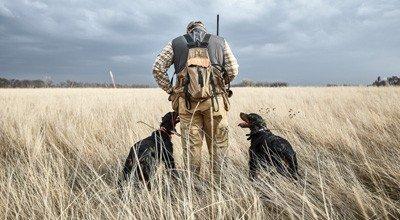 Something Special | Upland Hunting with Your Dog