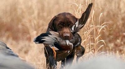 Must-Have Hunting Dog Training Supplies