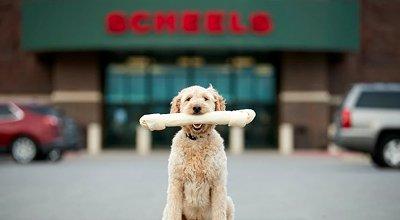 Best Chew Toys for Dogs